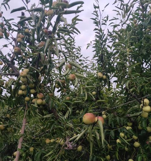 冬枣几年结果实？种植后多久能收获？