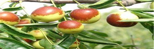 冬枣几年结果实？种植后多久能收获？