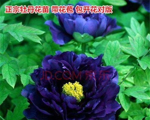 蓝色月季代表什么？花语和象征意义有哪些？