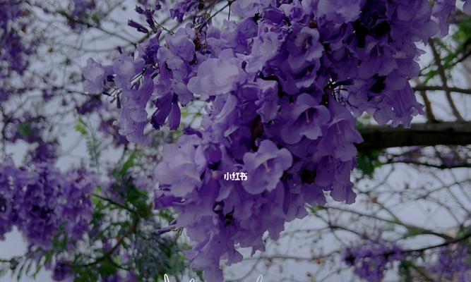 蓝楹花的花语是什么？如何表达爱与思念？