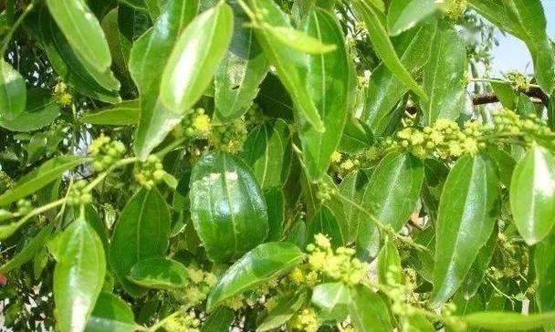 冬枣什么时候开花结果？开花结果期的常见问题解答？