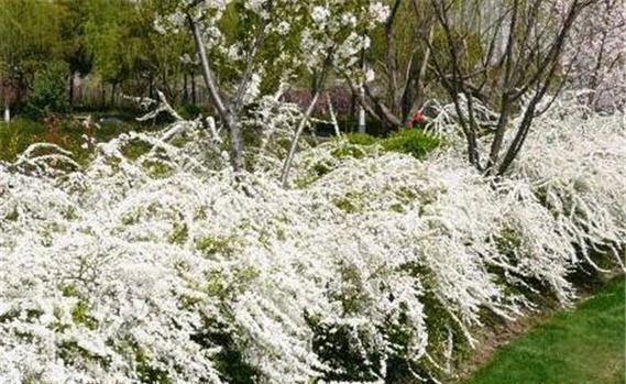 李叶绣线菊花语是什么意思？绣线菊的寓意有哪些常见问题？
