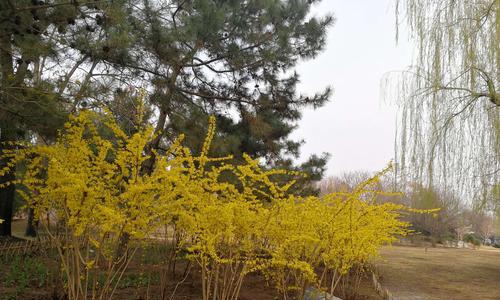连翘的花语是什么？连翘花代表的含义有哪些？