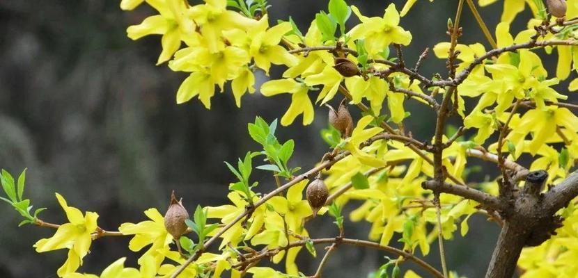 连翘的花语是什么？连翘花代表的含义有哪些？