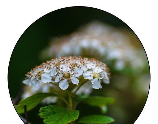 菱叶绣线菊花语是什么？如何正确解读其花语含义？