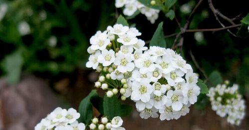 六月雪的花语是什么？六月雪象征着什么含义？