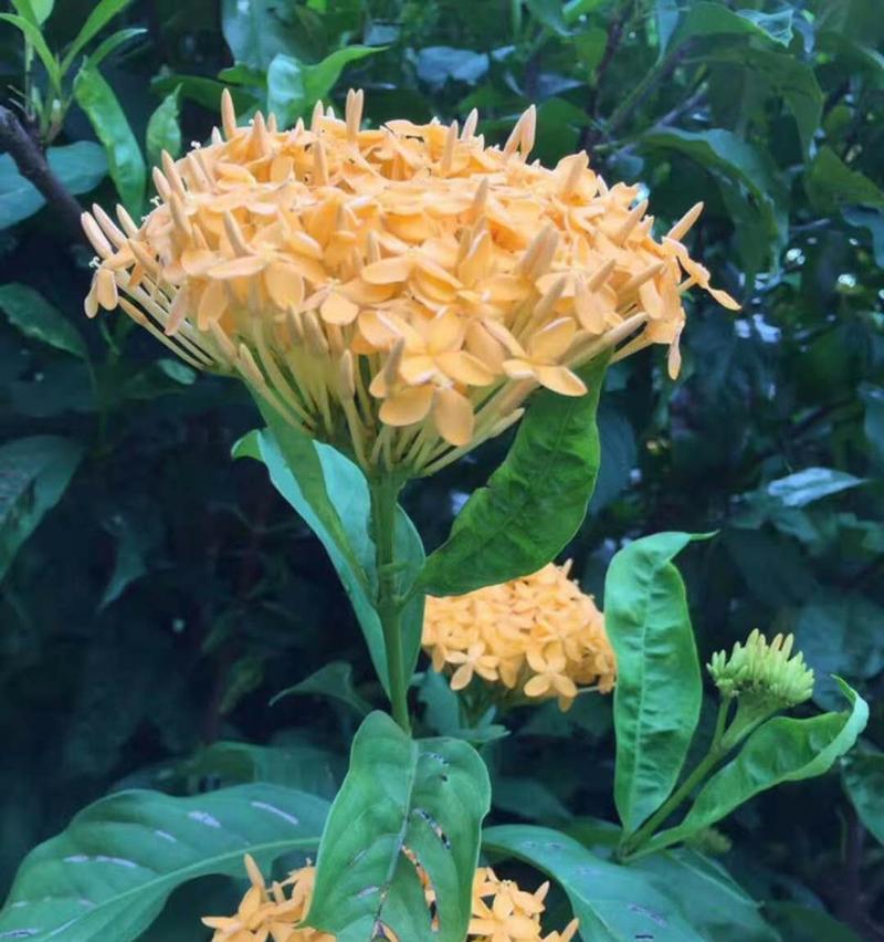龙船花的花语是什么？它有哪些寓意？