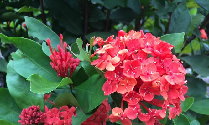 龙船花的花语是什么？它有哪些寓意？