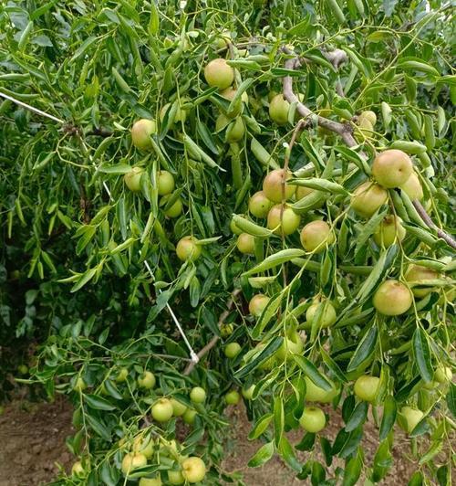 冬枣种植条件适合在什么地方种植？如何选择最佳种植区域？