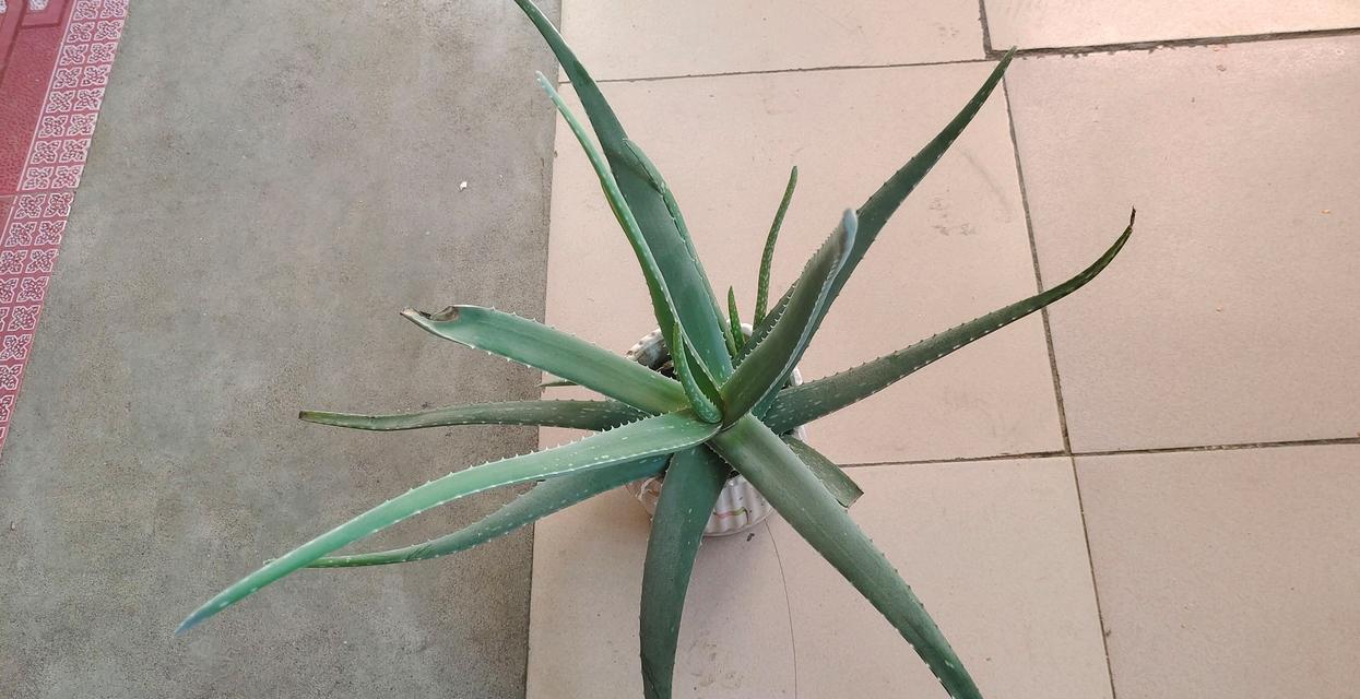 芦荟的花语是什么？了解芦荟的象征意义和用途？