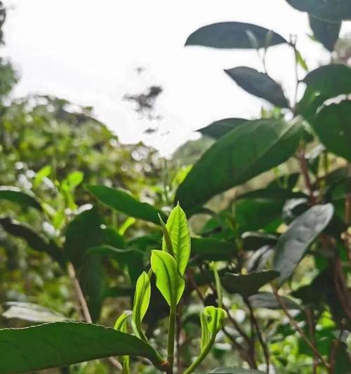 都匀毛尖属于什么茶？它的特点和冲泡方法是什么？