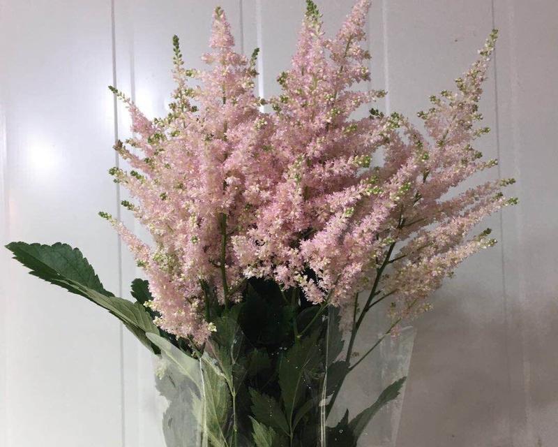 落新妇花语是什么意思？落新妇的寓意有哪些常见问题？