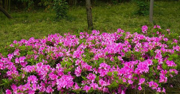 落羽杉的寓意是什么？它的花语有哪些含义？