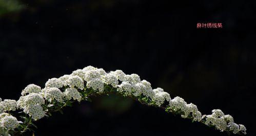 麻叶绣线菊的花语是什么？了解其独特含义和象征意义