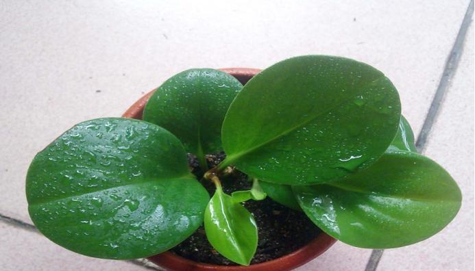 豆瓣绿掉叶子怎么办？如何快速恢复植物健康？