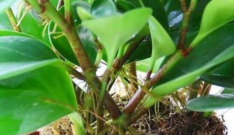 豆瓣绿的根系是否发达？如何判断植物根系的健康状况？