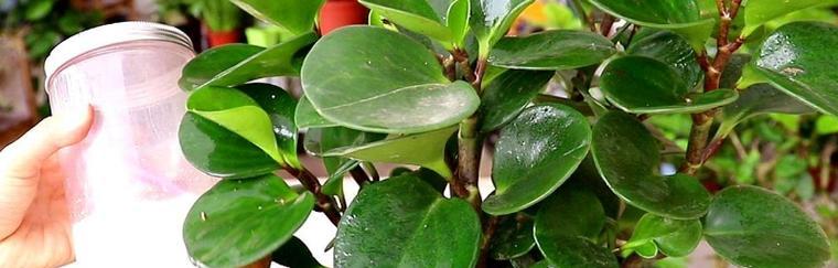 豆瓣绿的根系是否发达？如何判断植物根系的健康状况？
