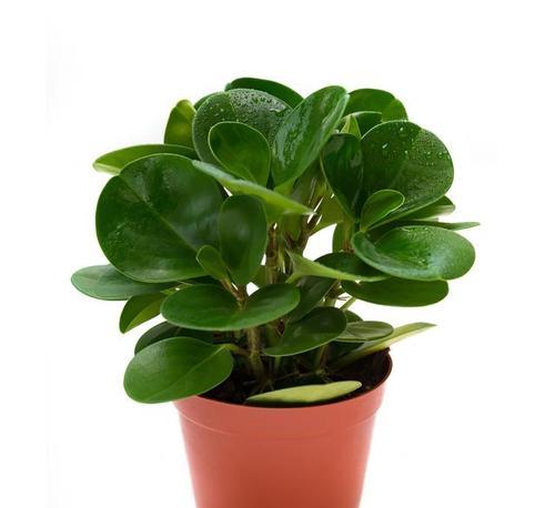 豆瓣绿好养活吗？如何正确照料豆瓣绿植物？