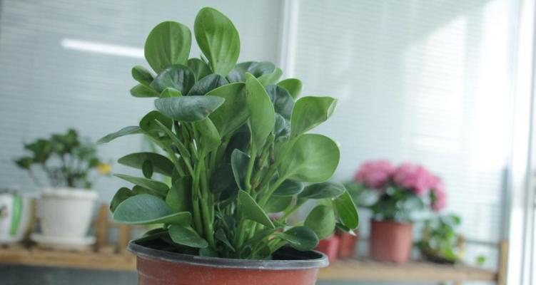 豆瓣绿好养活吗？如何正确照料豆瓣绿植物？