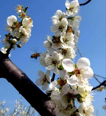 梅花的花语是什么？梅花象征着什么含义？