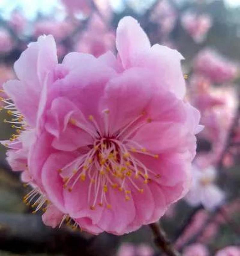 梅花的花语是什么？梅花象征着什么含义？