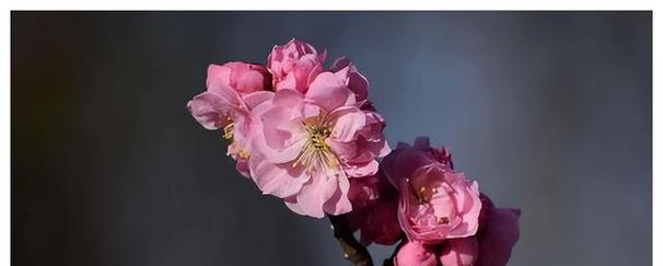 梅花的花语是什么？梅花象征着什么含义？