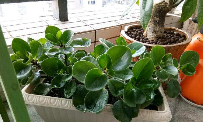 豆瓣绿浇水频率如何根据季节调整？