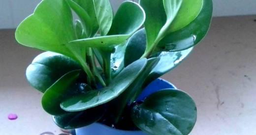 豆瓣绿浇水频率如何根据季节调整？