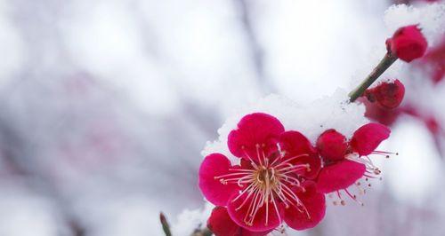梅花象征意义是什么？梅花的花语和文化含义有哪些？