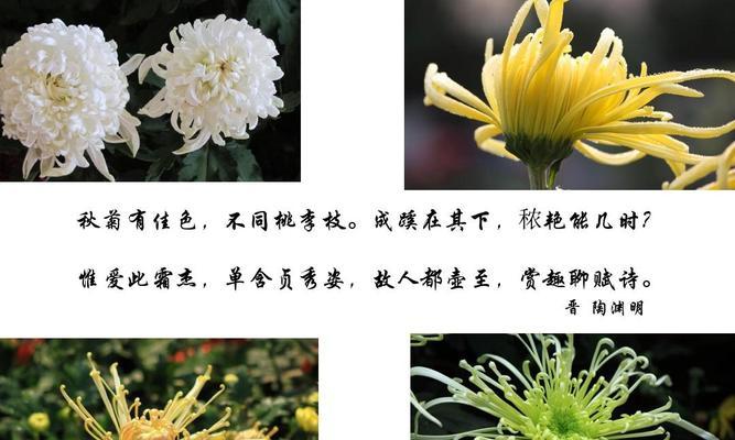 梅兰竹菊的象征意义分别是什么？如何在家居装饰中体现？