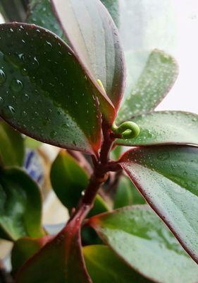 豆瓣绿可以淋雨吗？淋雨后如何护理？