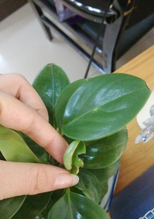 豆瓣绿晒太阳需要注意什么？直接晒太阳会有什么影响？