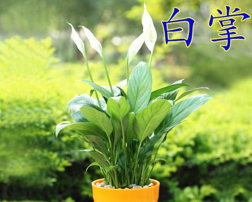 豆瓣绿水培可行吗？如何正确进行水培？