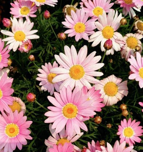木春菊的花语是什么？有哪些关于木春菊的传说故事？