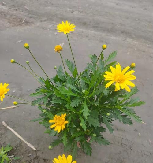 木春菊的寓意是什么？如何正确解读木春菊的象征意义？