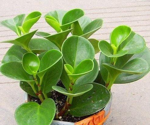 豆瓣绿能耐受的最低温度是多少？如何在冬季保护豆瓣绿？