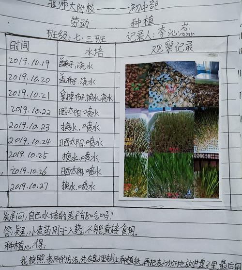 豆瓣绿扦插需要多长时间才能生根？