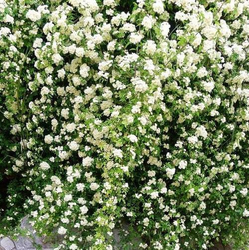 木香花的花语是什么？了解木香花的含义和象征意义？
