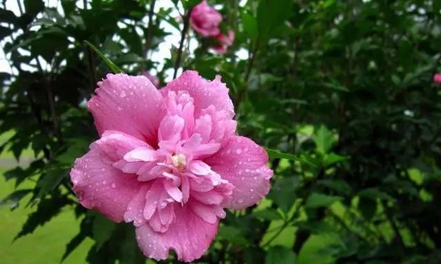 木槿花语代表什么？木槿花的含义有哪些？