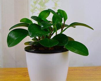 豆瓣绿种植时选择深盆还是浅盆好？