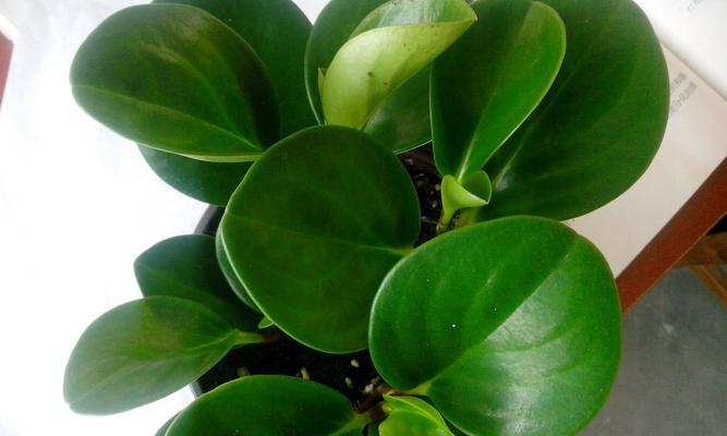 豆瓣绿种植时选择深盆还是浅盆好？