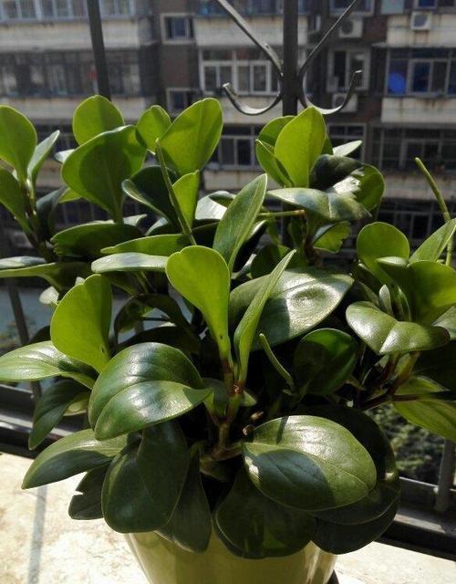 豆瓣绿种植时选择深盆还是浅盆好？