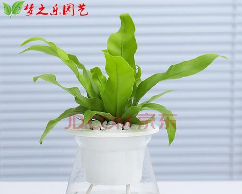 豆瓣绿水培好还是土培好？哪种方式更适合家庭种植？