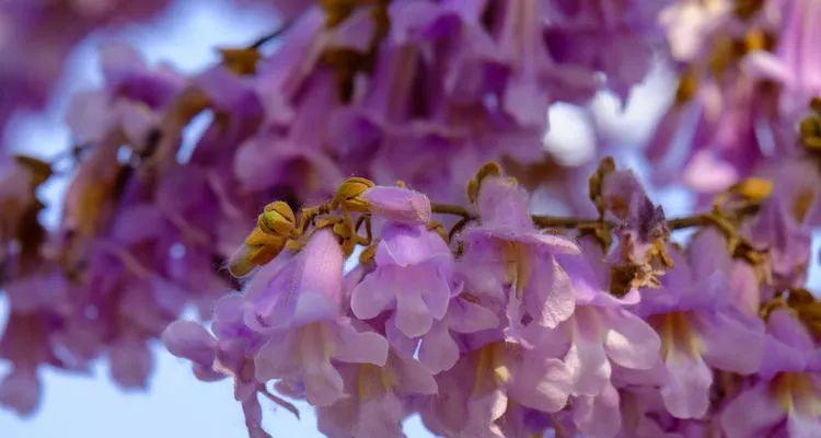 泡桐花的花语是什么？泡桐花代表的含义有哪些？