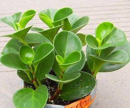豆瓣绿是喜水植物吗？如何正确浇水？