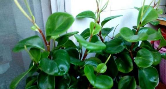 豆瓣绿是喜水植物吗？如何正确浇水？