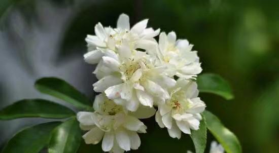 七里香的花语是什么？这种花代表了哪些情感和意义？
