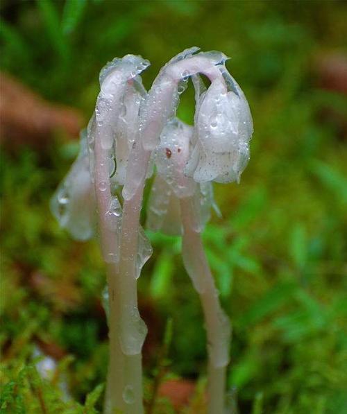 七色堇的花语是什么？七色堇代表的含义有哪些？