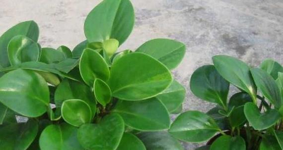 豆瓣绿用大盆还是小盆？如何选择合适的花盆尺寸？
