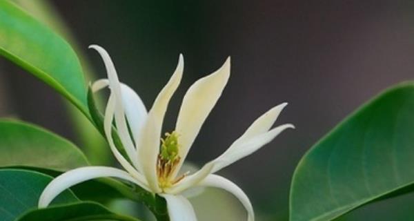 七叶树花的花语是什么？寓意有哪些？